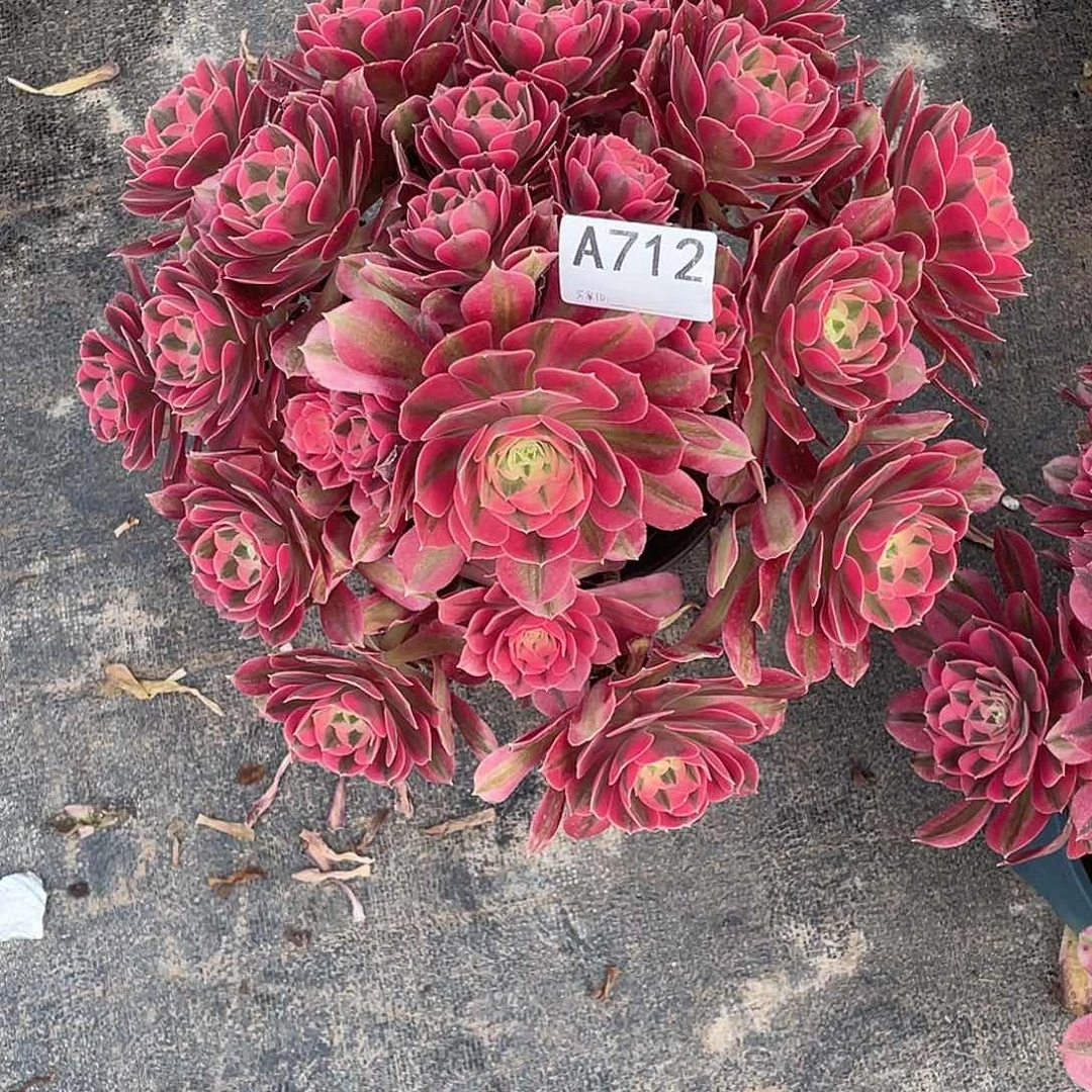 粉女巫多肉法师。  712