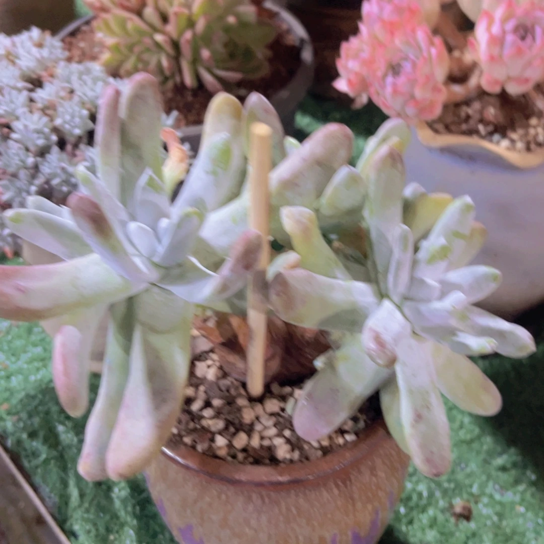 拇指29201多肉植物