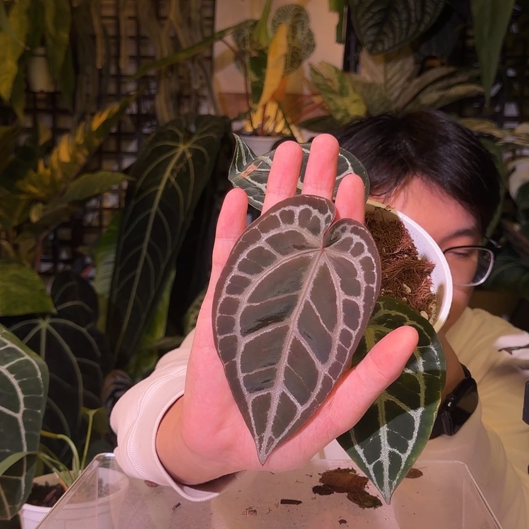 完全开放N174  米歇尔杂小钻石