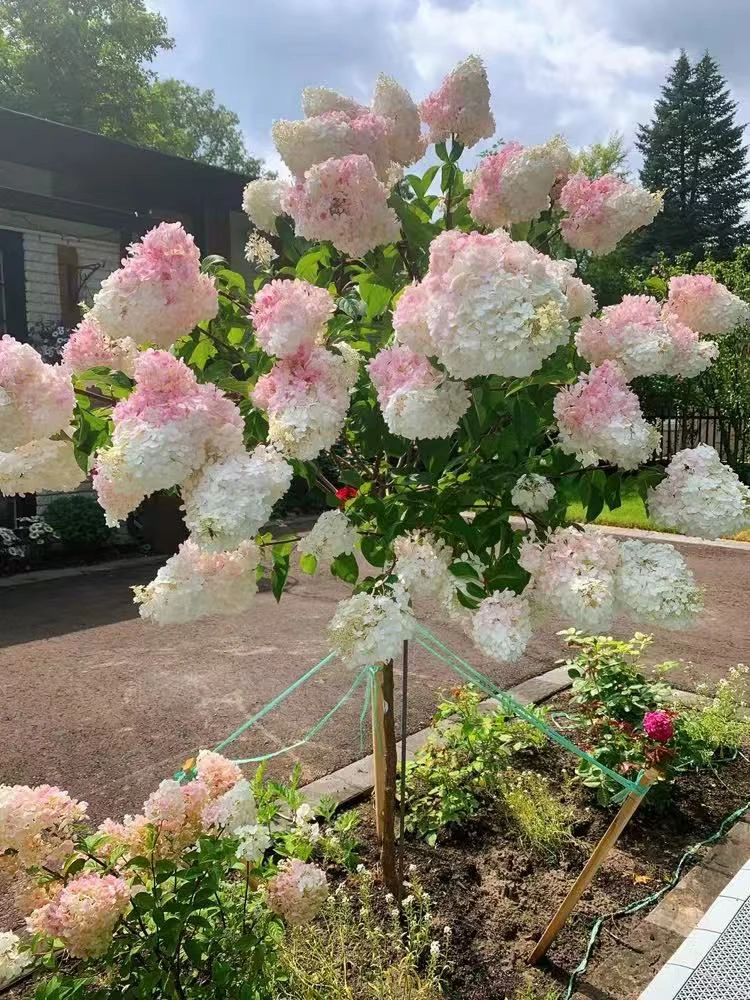 耐寒耐热绣球花苗绣球棒棒糖树3-4