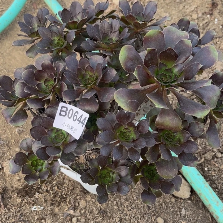 644灰圆叶多肉法师不包断枝