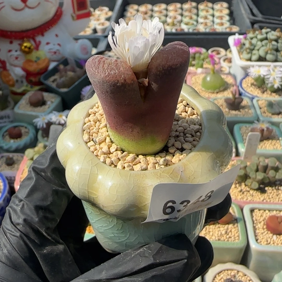 6348-一物一拍 带盆 红灯铃有疤