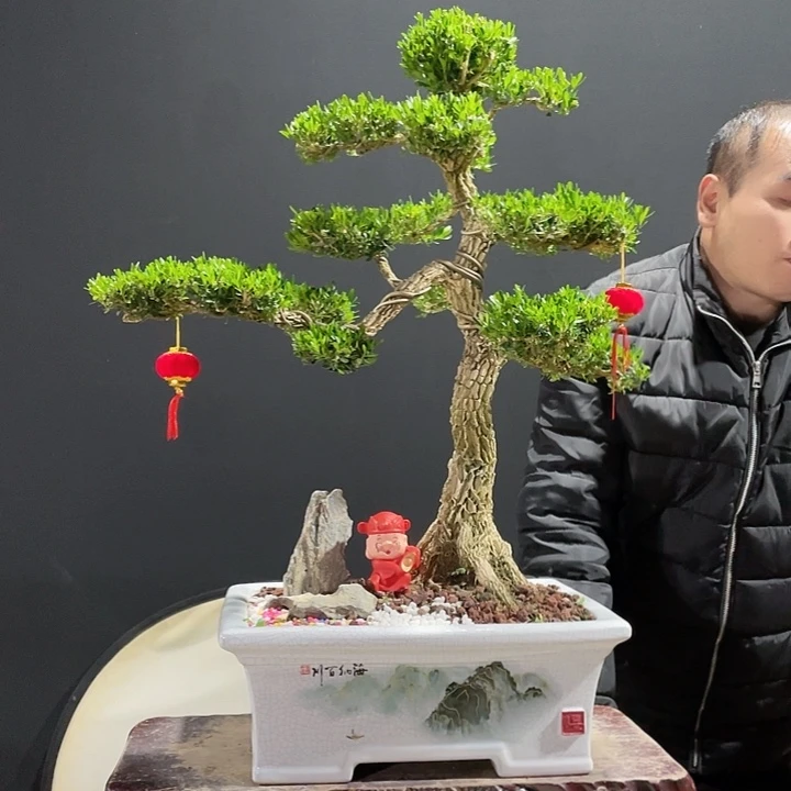 完全开放黄杨盆景园林