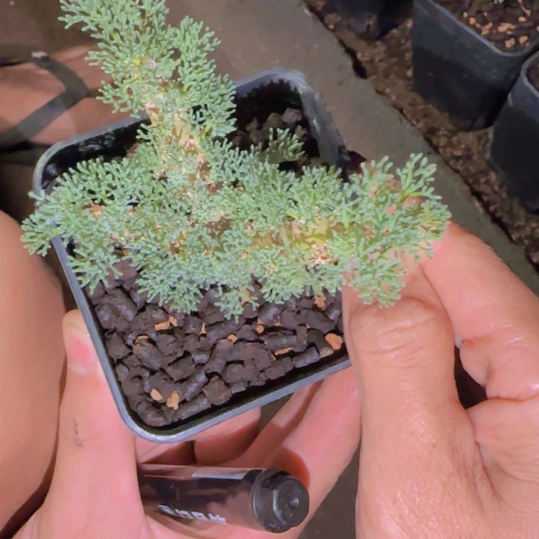 K***g块根植物块根植物