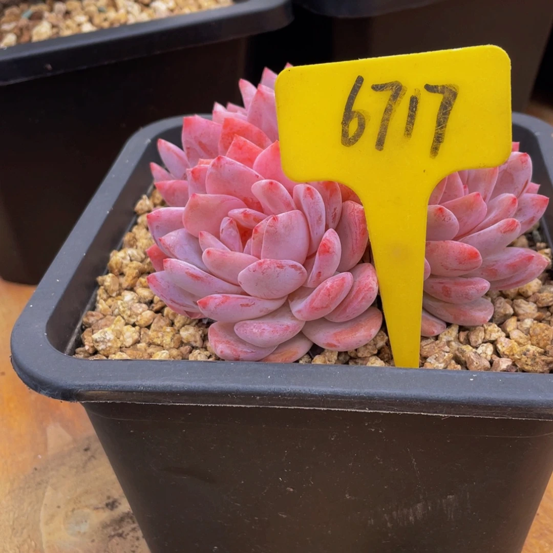 溜***啊6717上午多肉植物群生