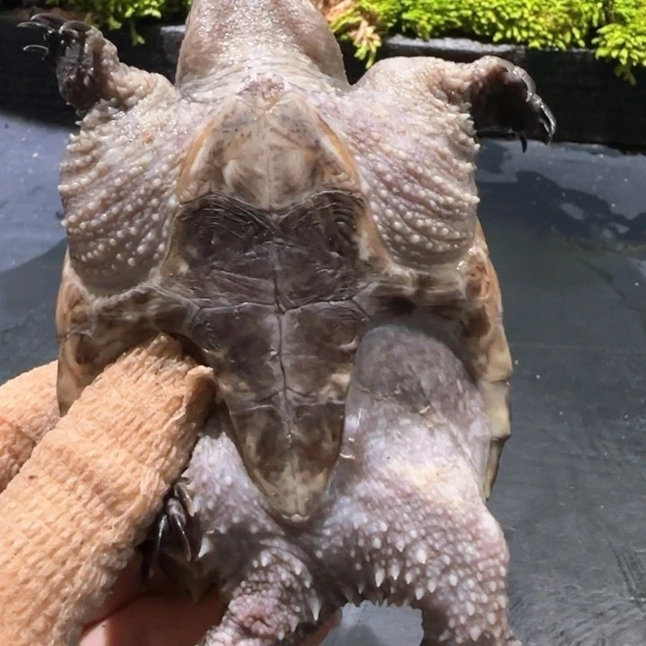 阿***林小鳄龟母不分公母