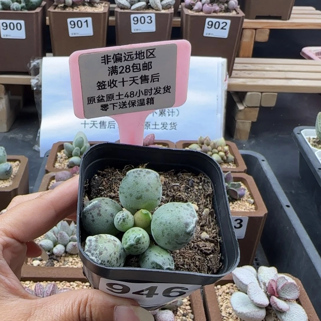 冰***酱946丸叶海豹多肉植物
