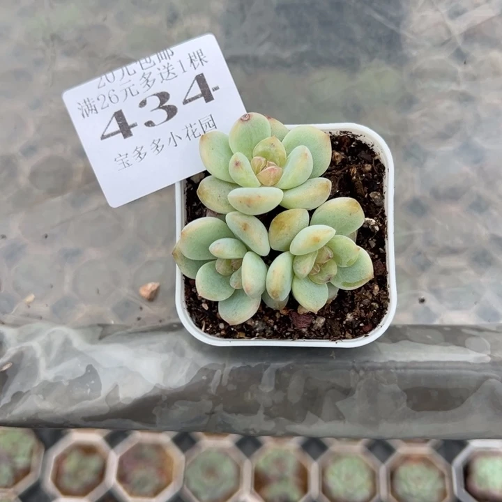 始***终434号一物一拍多肉