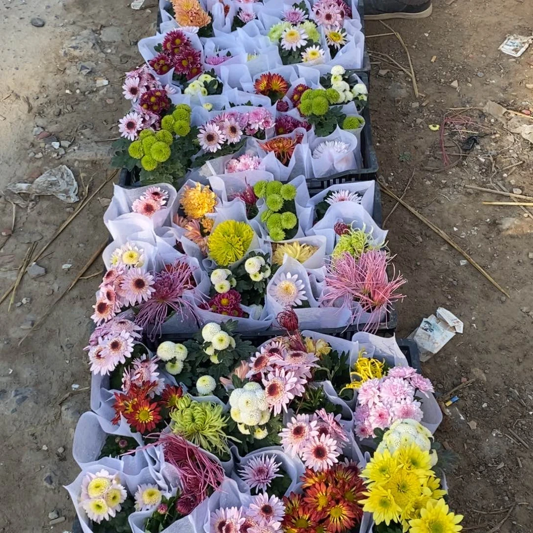 大部分开放少量花苞菊花大杂烩