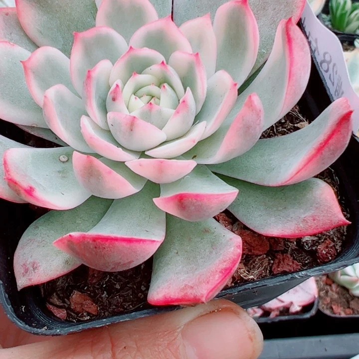 粉水锦多肉植物505