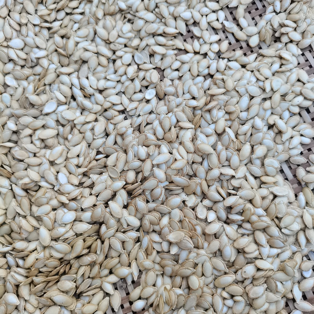 农家新鲜自然晒干无漂白带壳毛边生老南瓜子