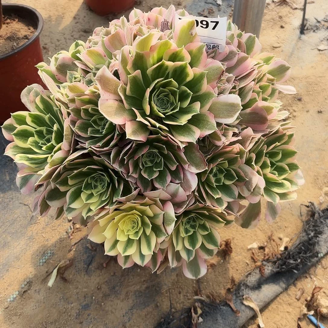 997白凤多肉植物