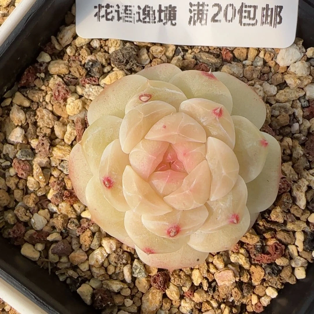 花语逸境0122-286