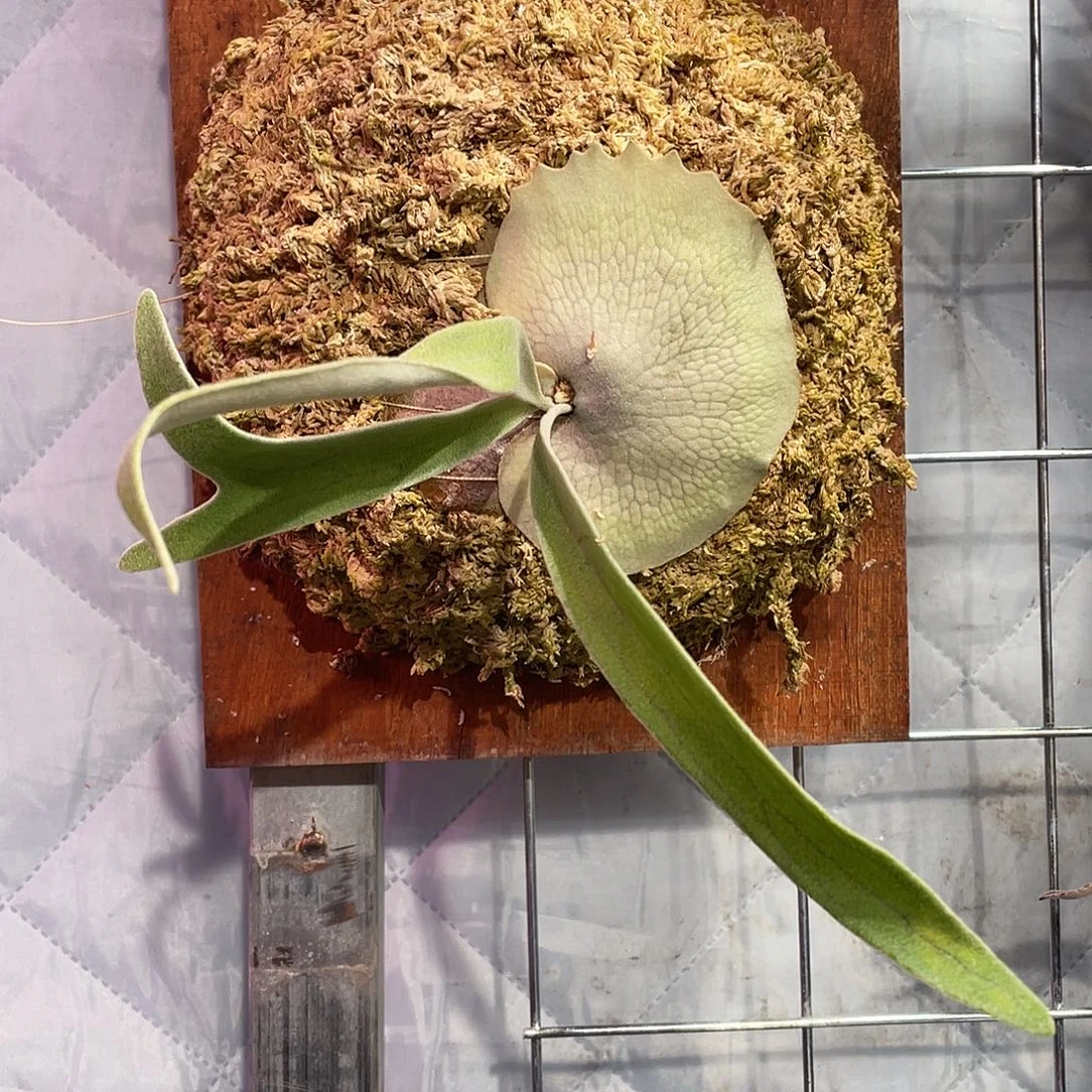 完全开放野银B鹿角