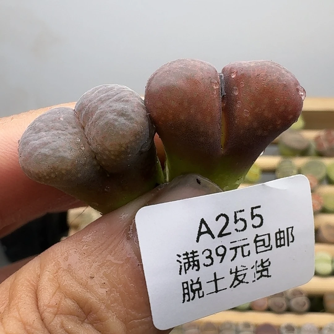 255多肉哈哈哈哈哈哈哈