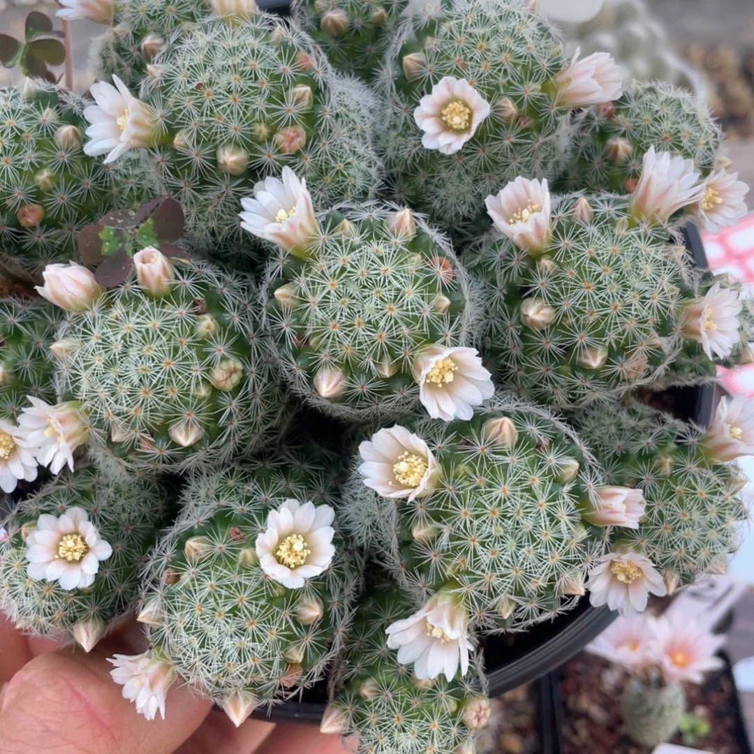 境**造106往事多肉园仙人球