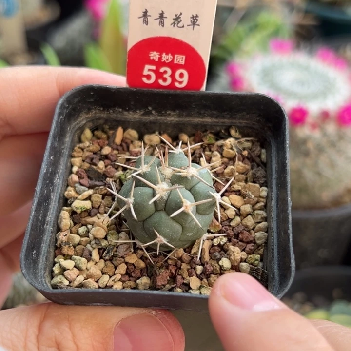 实生顶花大祥冠2.4cm