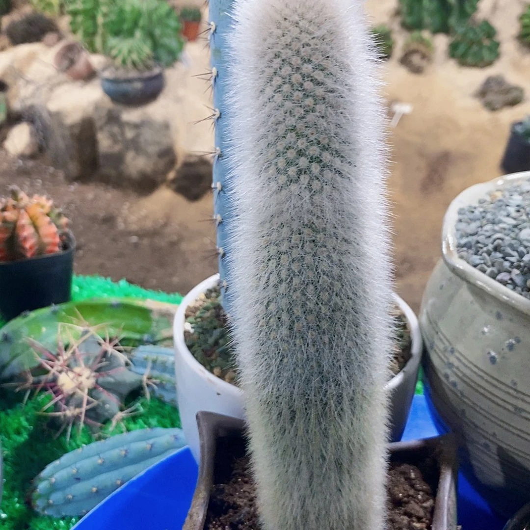 无花朵吹雪柱高20公分以上无根