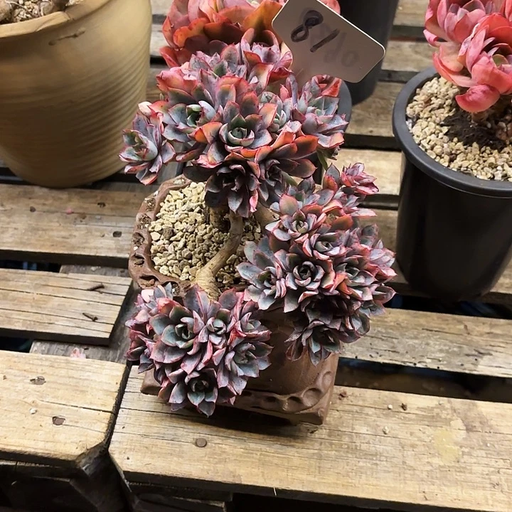 多肉植物，赫拉81号