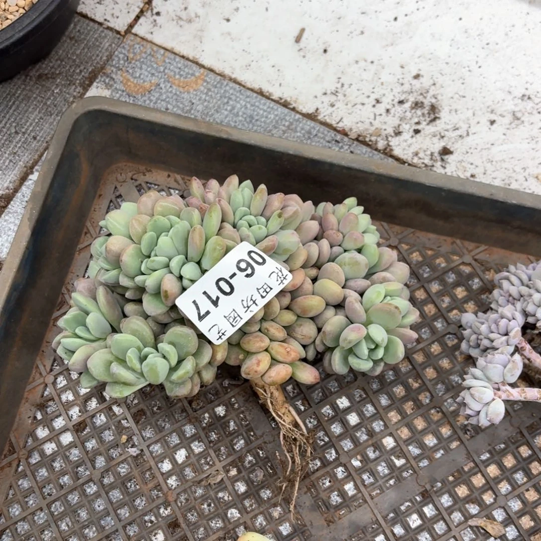 小**?06.17花斑鹿缀化