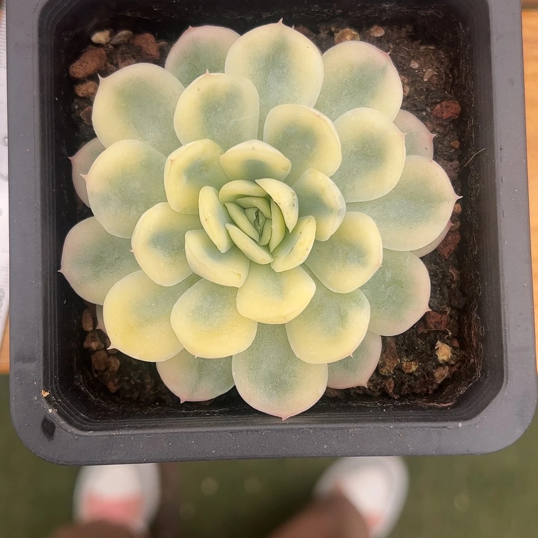 草莓冰锦 婕宝一物一拍