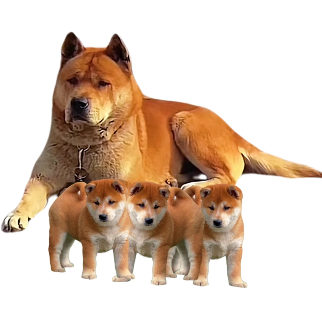 （园园）中华田园犬土狗五黑犬黄狗白面活体链接