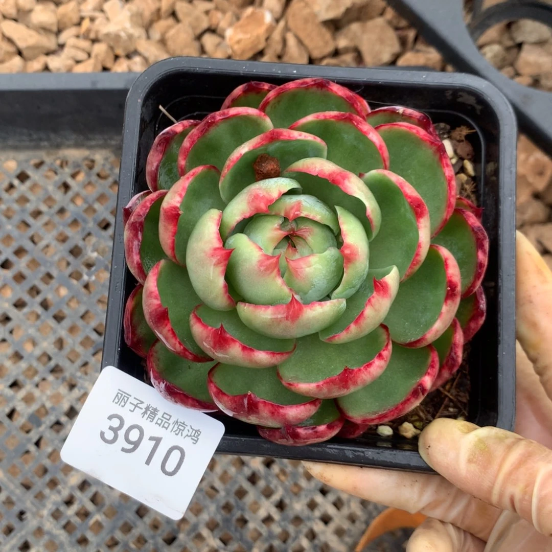 3910一物一拍10厘米