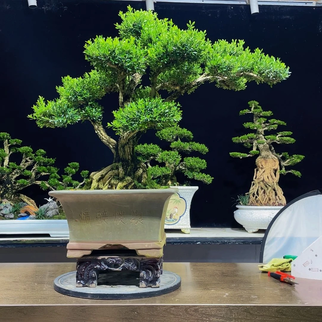 黄杨盆景四季常青
