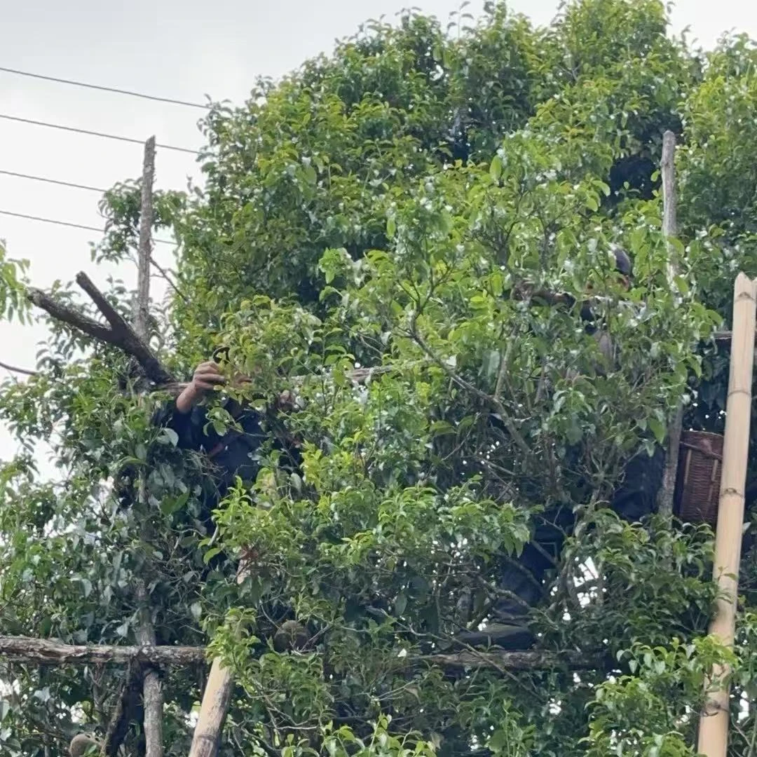 通用链接-锦绣“七尊者”云南古树普洱生茶砖