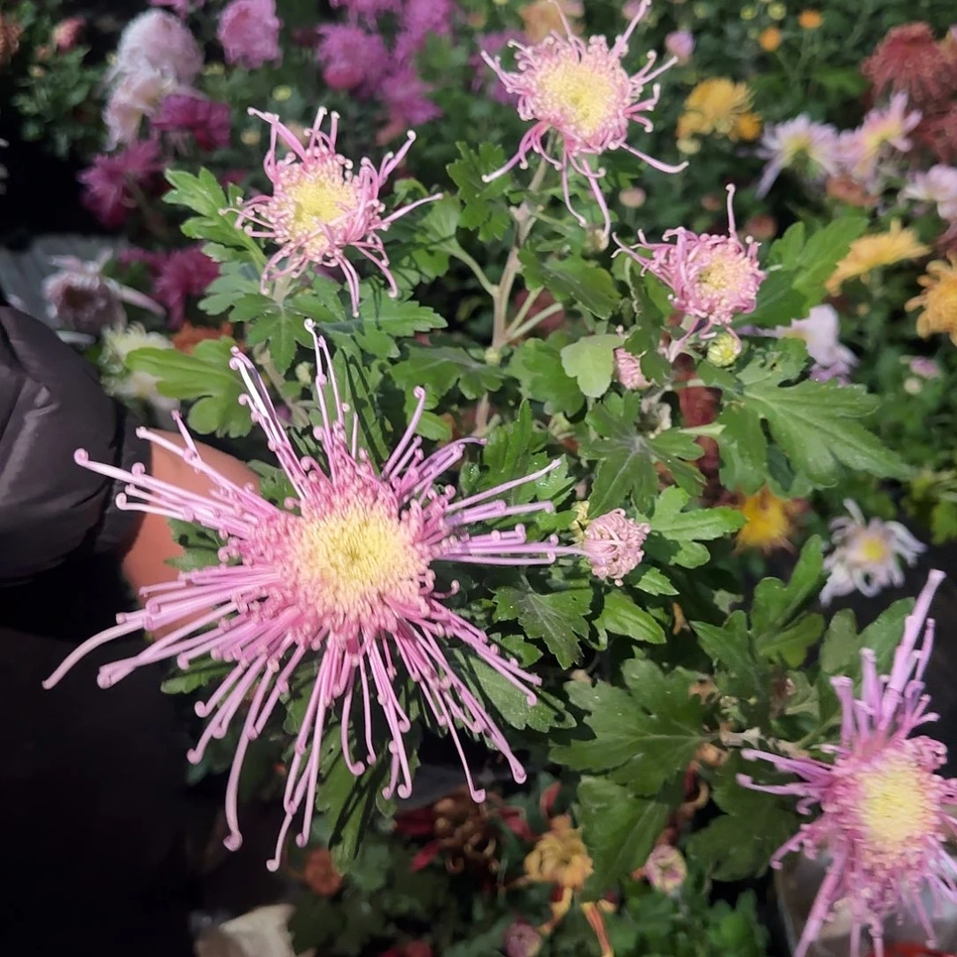 无花朵彩湖美玉一颗