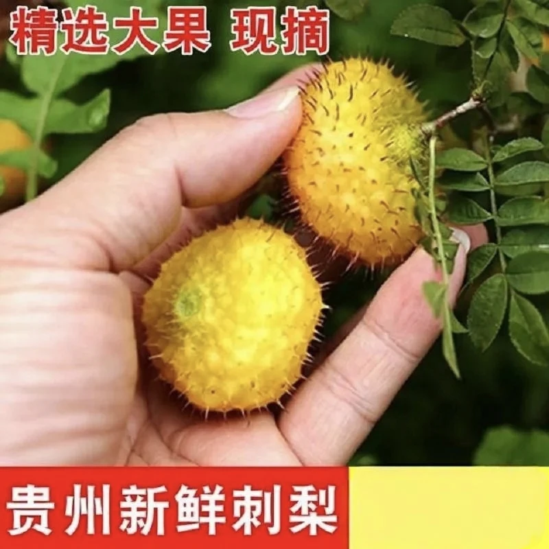 贵州特产新鲜刺梨鲜果现摘现发富含天然维C可泡酒榨汁