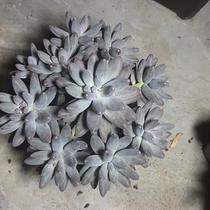 呜啦奶群生手捧多肉