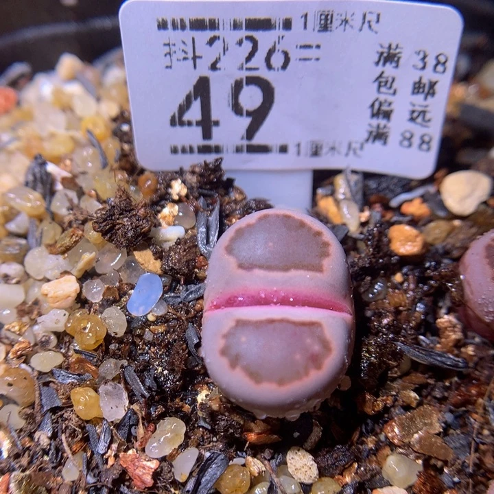 精品生石花226.49紫菊