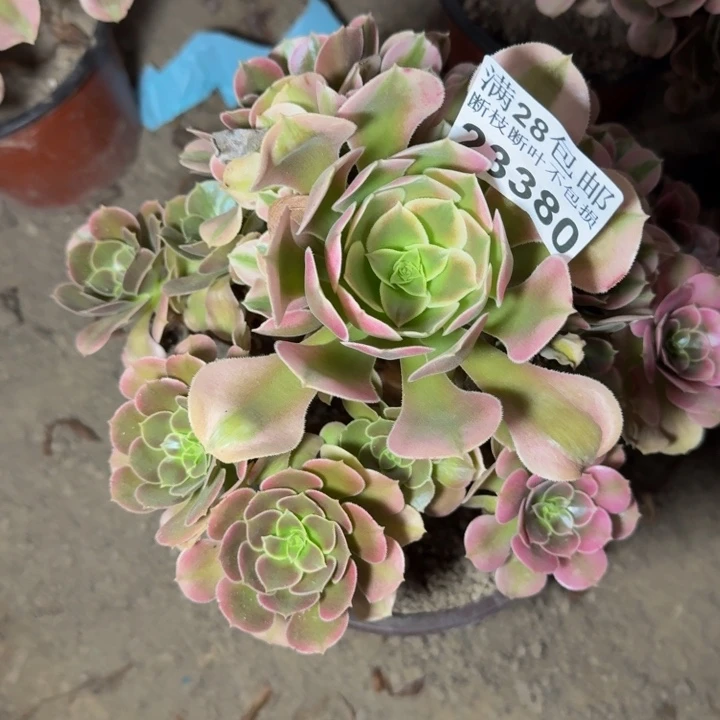 23380南香妃多肉植物
