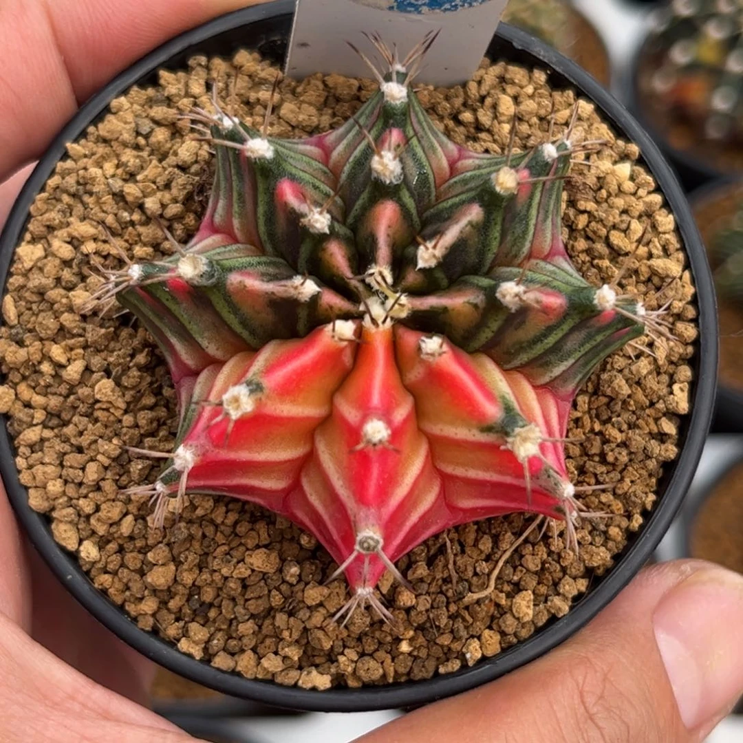 906实生肋骨牡丹锦带盆