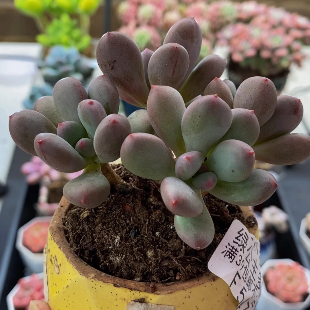 547仙子奶酪9cm多肉