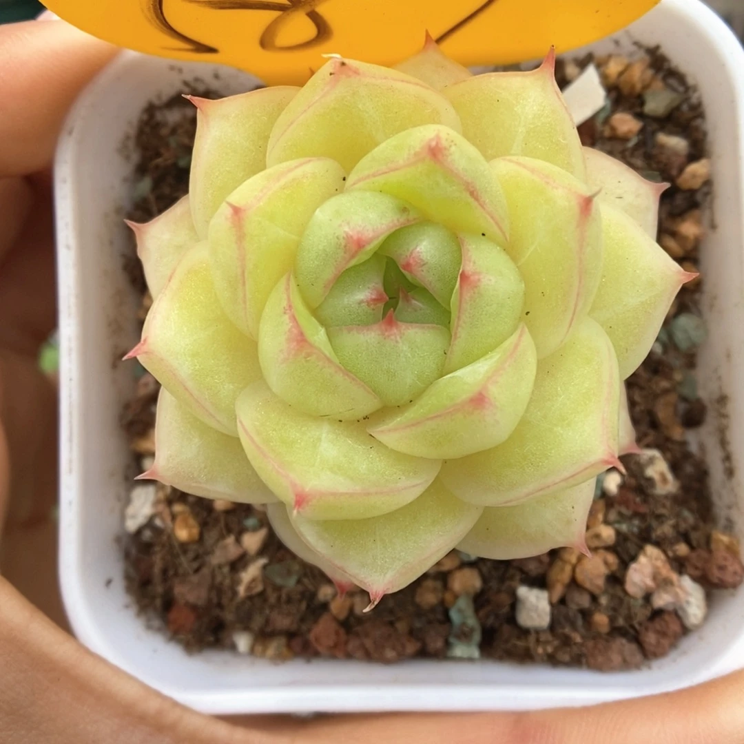 琉璃麦杆587号。