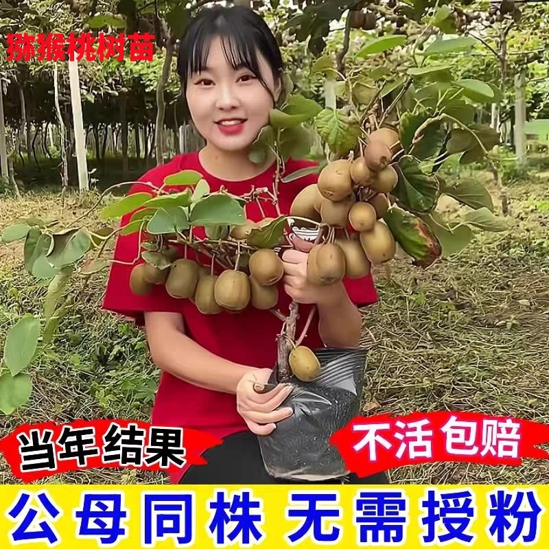 【正宗嫁接猕猴桃树苗】盆栽地栽阳台庭院种植果树苗当年结果