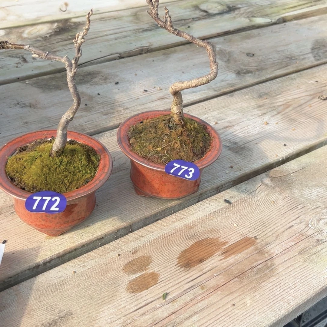 红陶T*?红红火火过大年772773