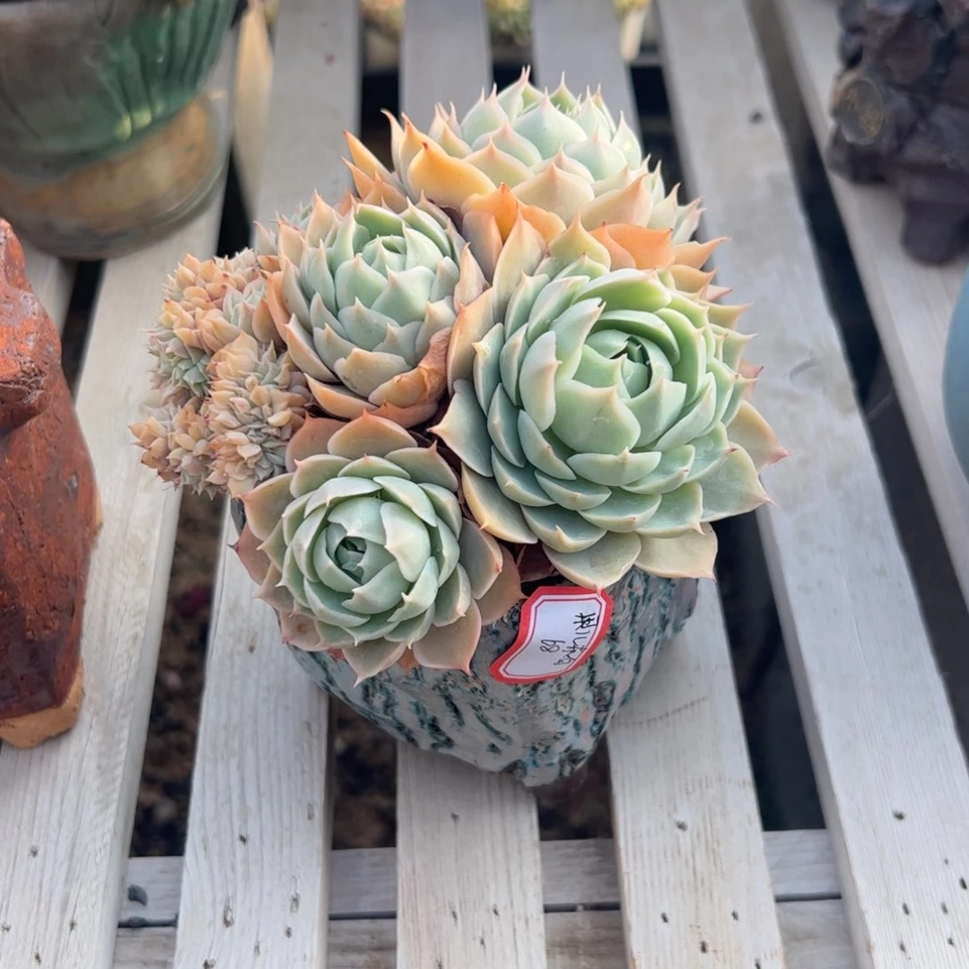 多肉植物多肉植物