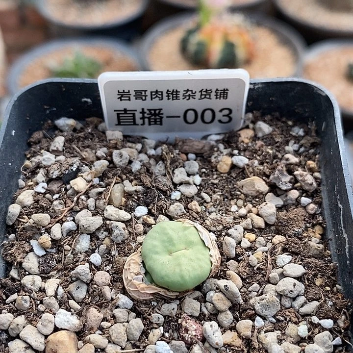AP种源101P嘴3头群
