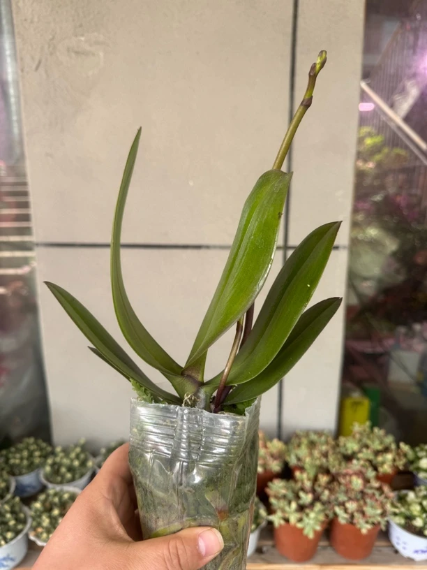 抽梗苗大鲑鱼蝴蝶兰，单颗