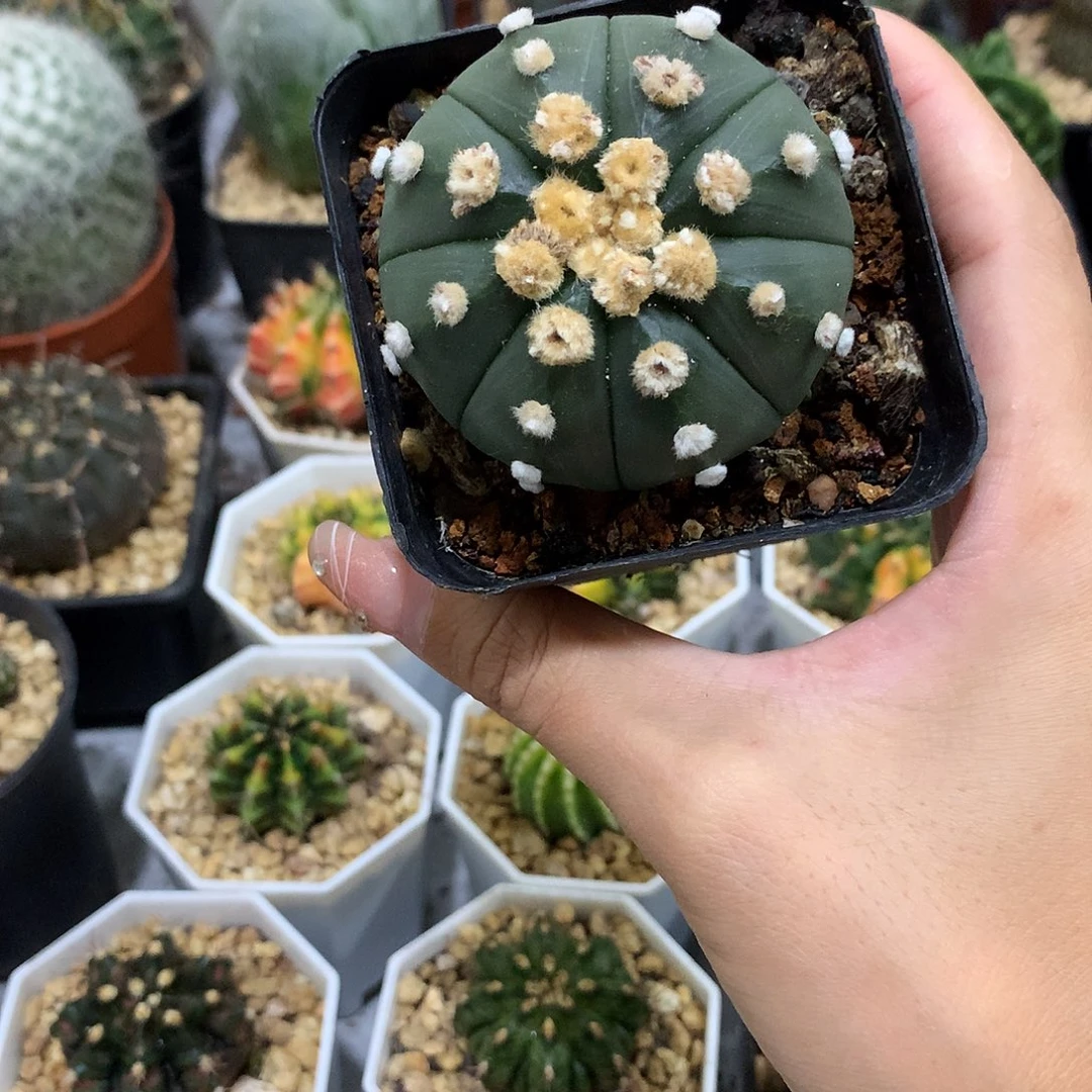 当前无花栽培后可以开花实生根大尤连线