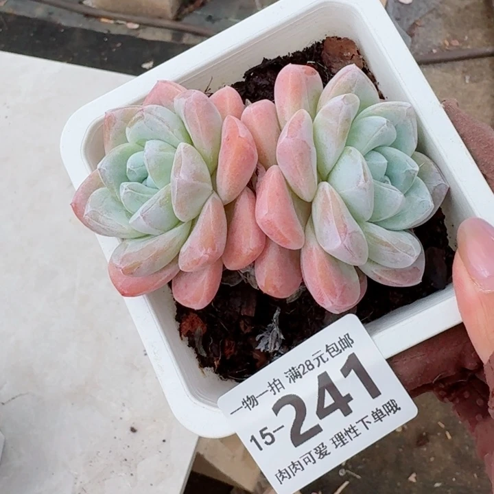 冰玉无盆土发货多肉多