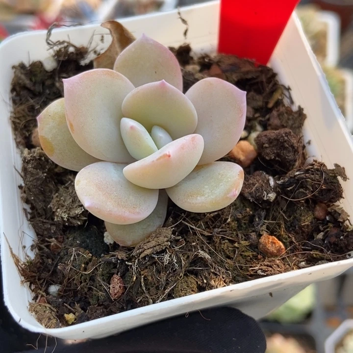 844奶茶多肉植物保护