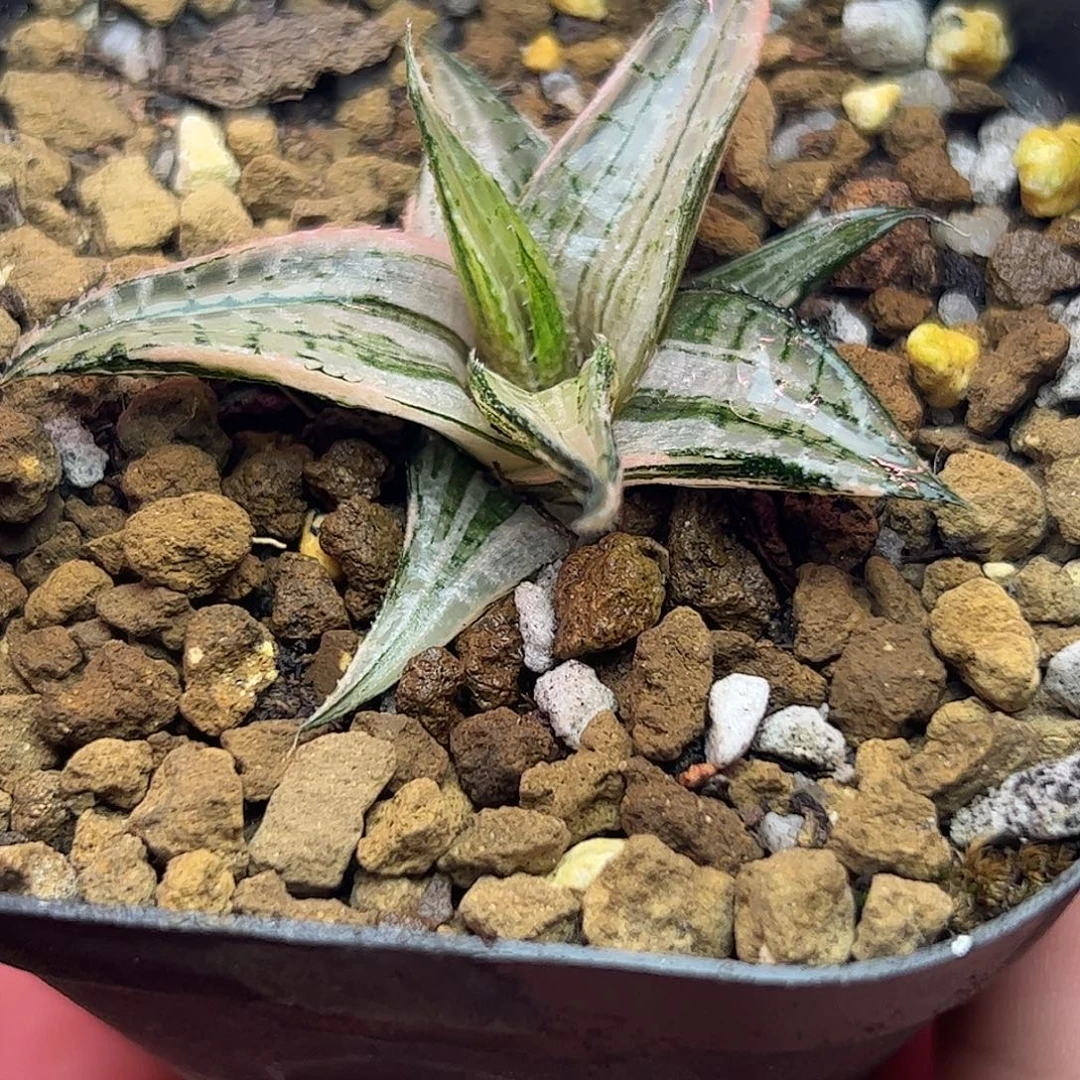 龙鳞锦六公分十二卷多肉