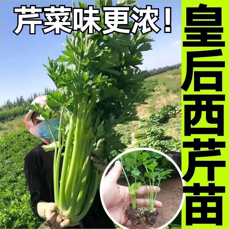 四季可种耐寒西芹苗蔬菜幼苗适合秋冬种植带土发货