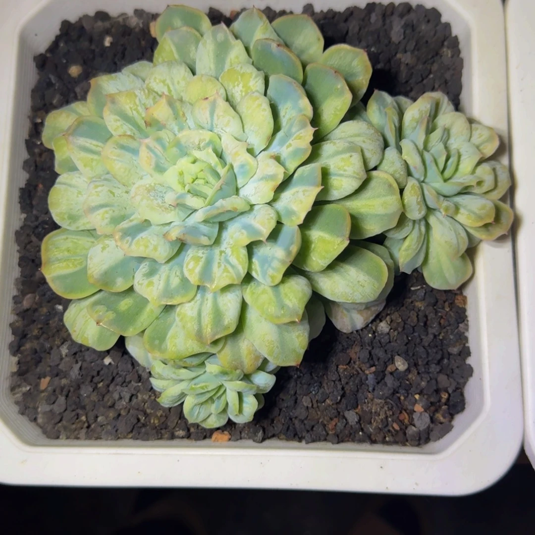 泡泡纱裙 3头 一物一拍