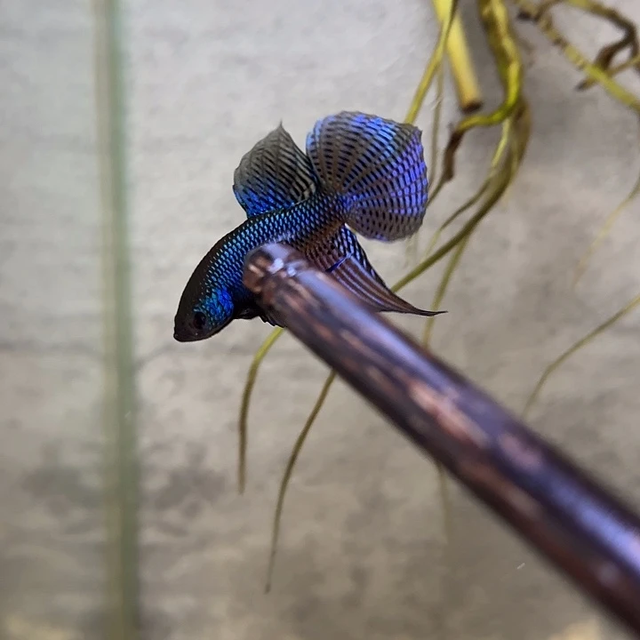 斗鱼蓝色吉他原斗