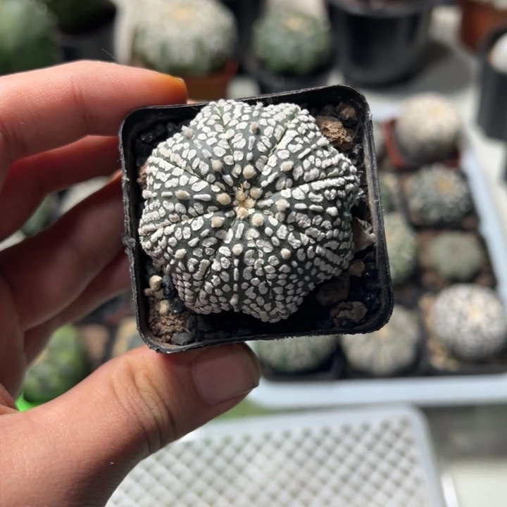 兜球竞拍不退不换